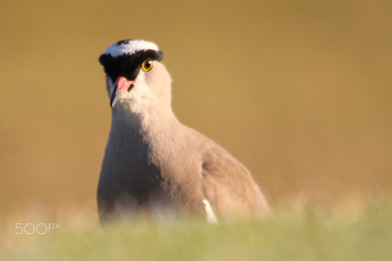 Sigma 150-500mm F5-6.3 DG OS HSM sample photo. Eye to eye photography