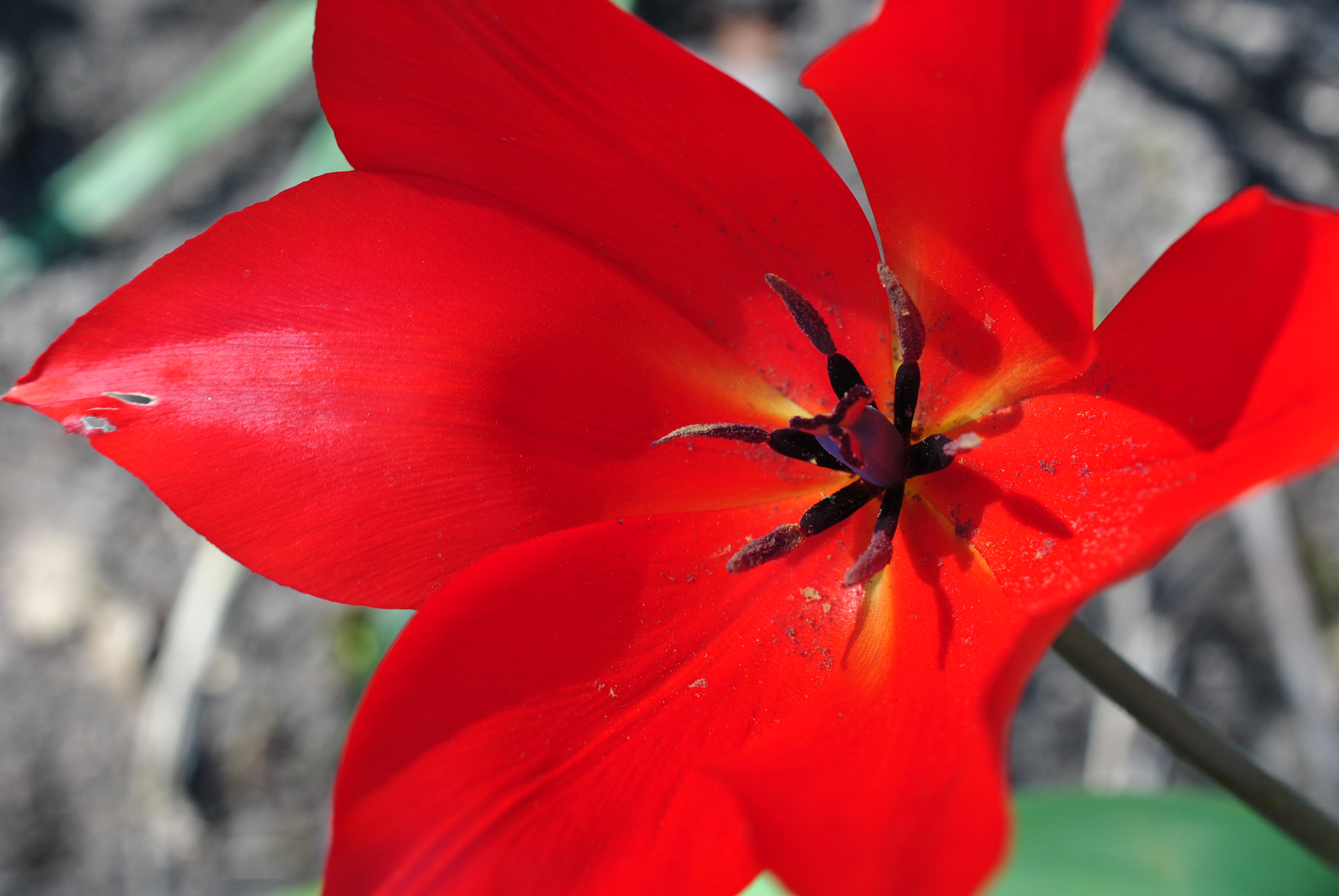 Nikon AF-S DX Micro Nikkor 40mm F2.8 sample photo. Black widow photography