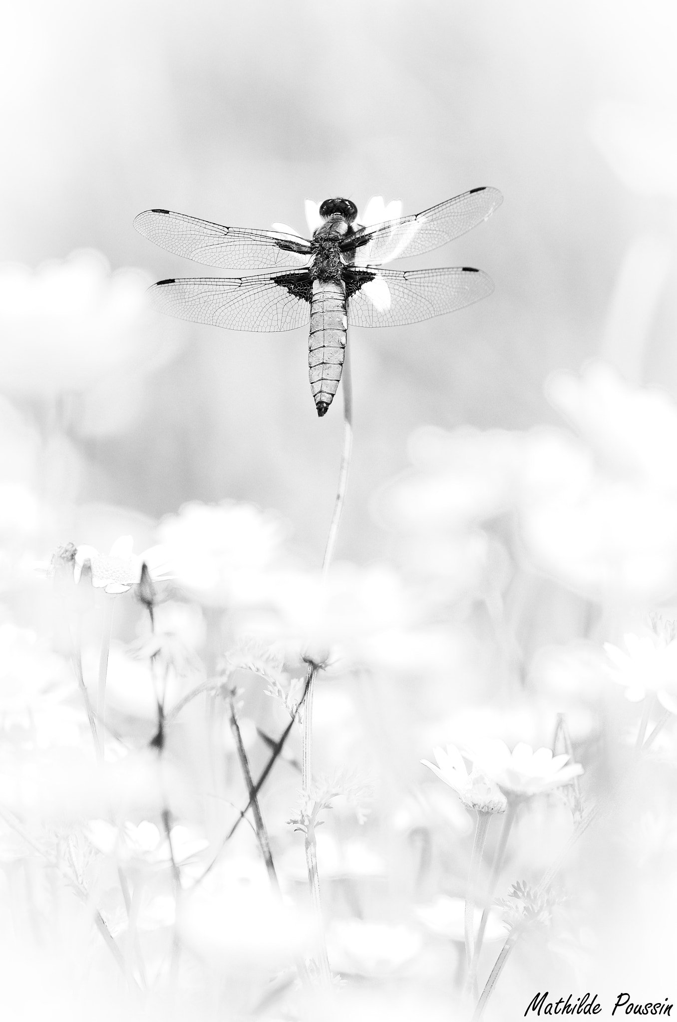Pentax K-5 II sample photo. Libellula depressa photography
