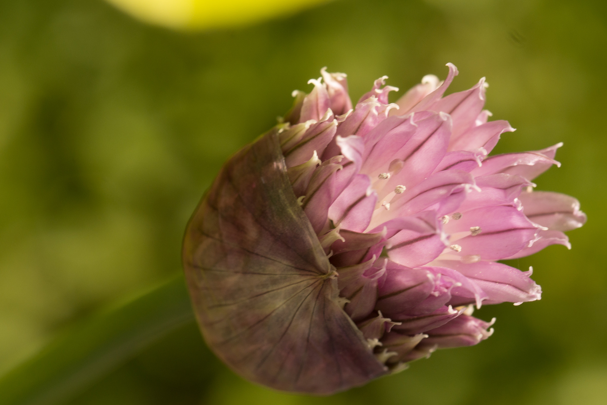 Sony SLT-A65 (SLT-A65V) sample photo. Bieslook photography