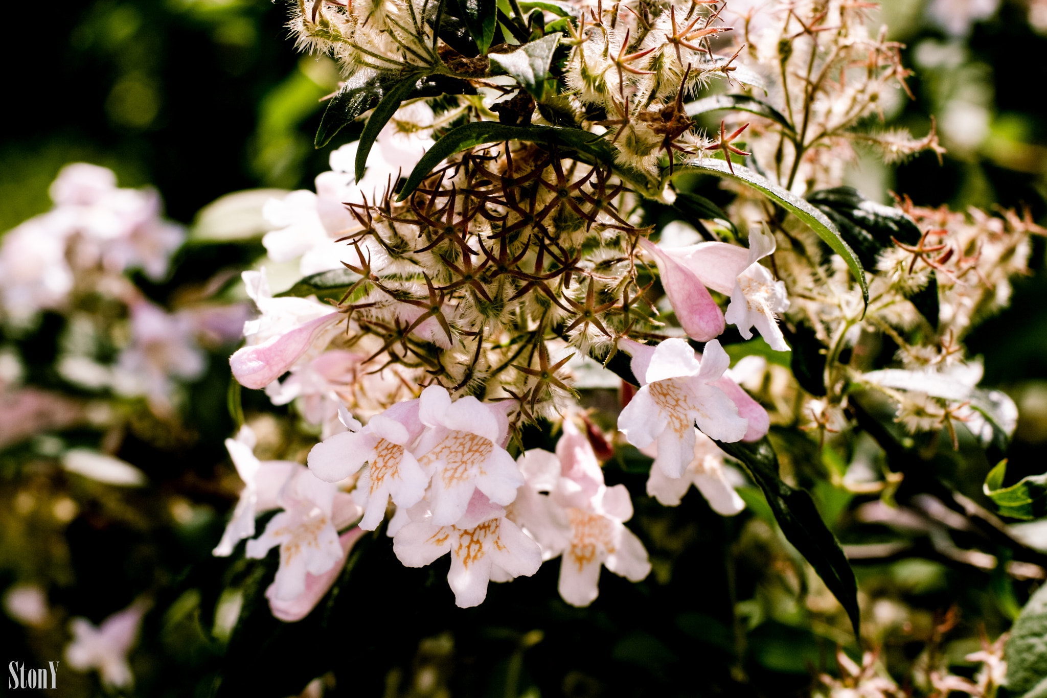 Canon EF 50mm F1.4 USM sample photo. Amabilis .jpg photography