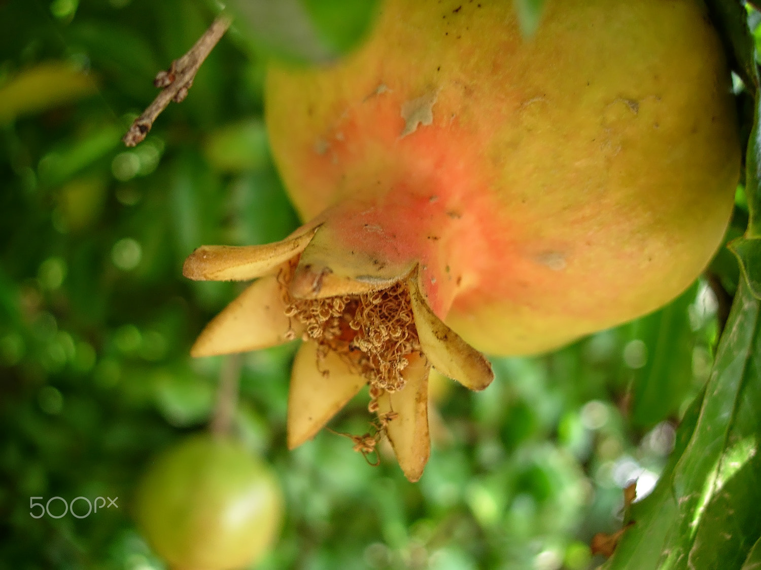 Nikon E4200 sample photo. Grenade apple photography