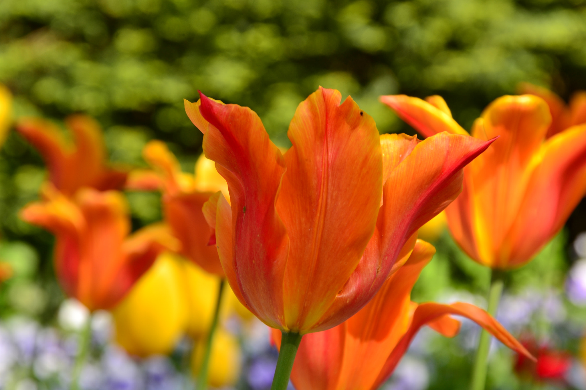 Sigma 18-200mm F3.5-6.3 DC OS HSM sample photo. Flowers heilbronn/germany photography