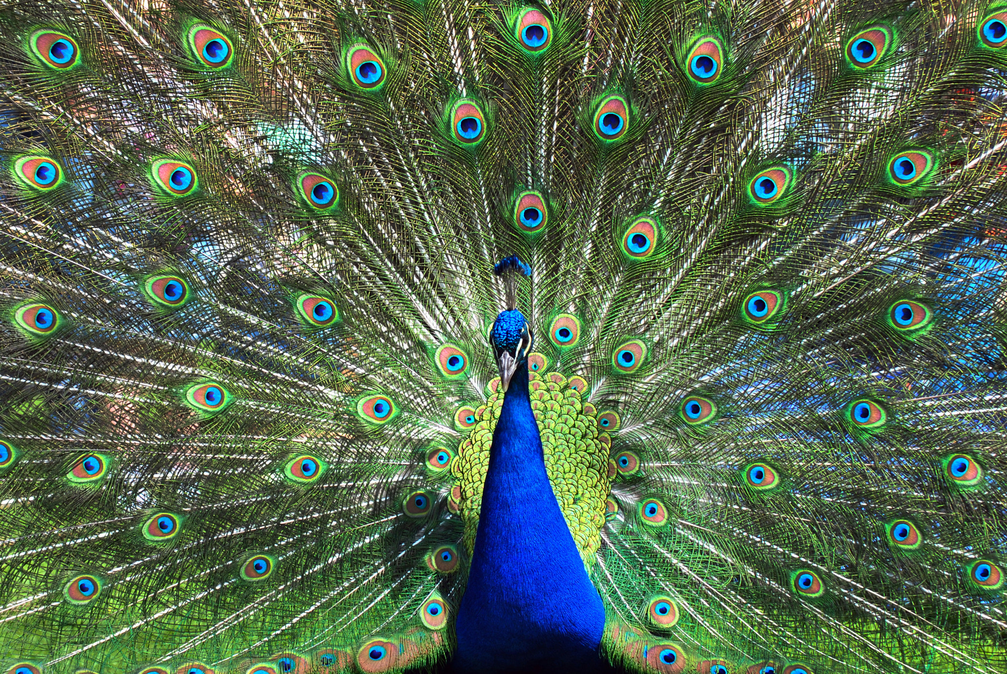 Nikon D3000 sample photo. Peacock photography
