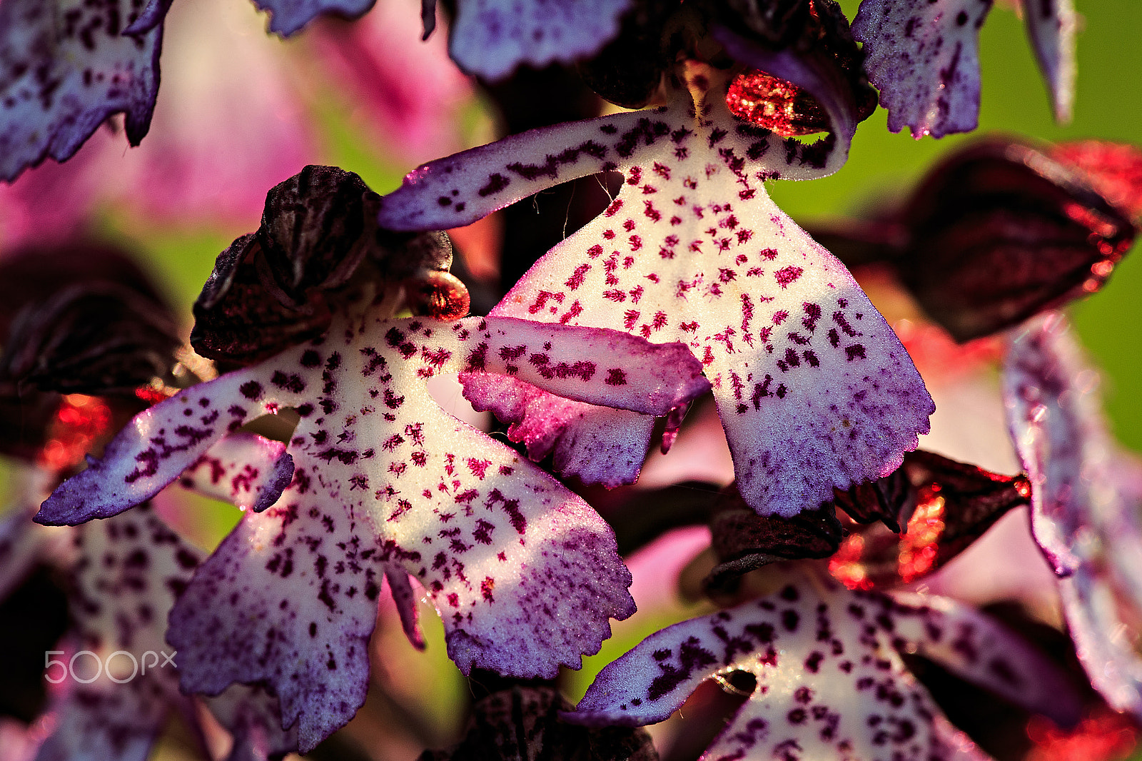 Canon EF 180mm F3.5L Macro USM sample photo. Detail of orchis purpurea photography