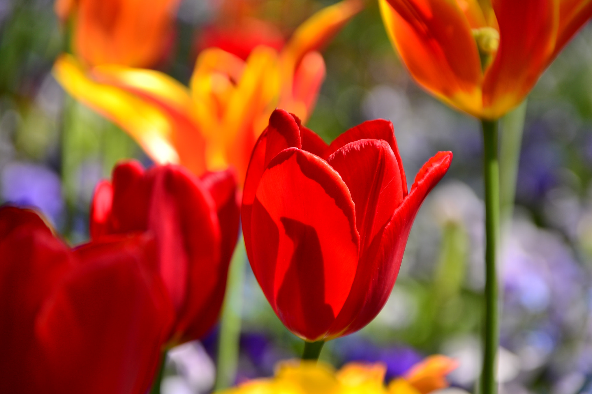 Sigma 18-200mm F3.5-6.3 DC OS HSM sample photo. Flowers in heilbronn photography