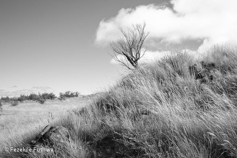 Canon EOS 5D + Canon EF 40mm F2.8 STM sample photo. Witsieshoek photography