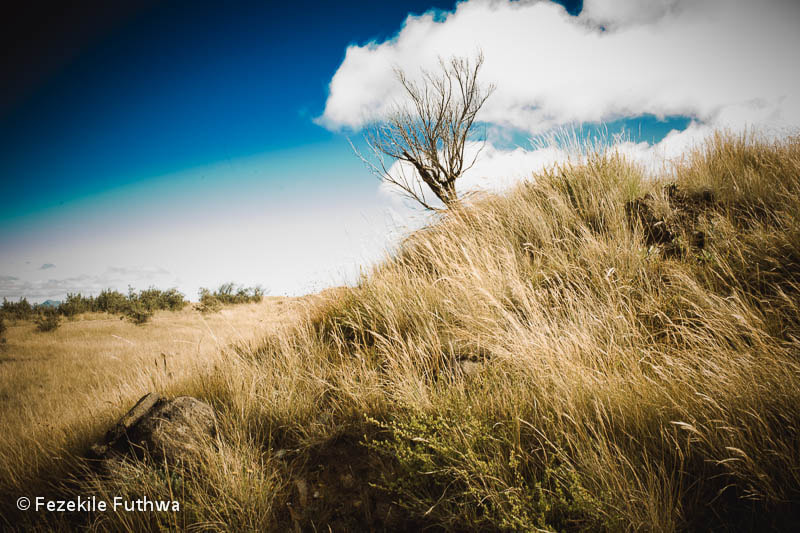 Canon EOS 5D + Canon EF 40mm F2.8 STM sample photo. Witsieshoek photography