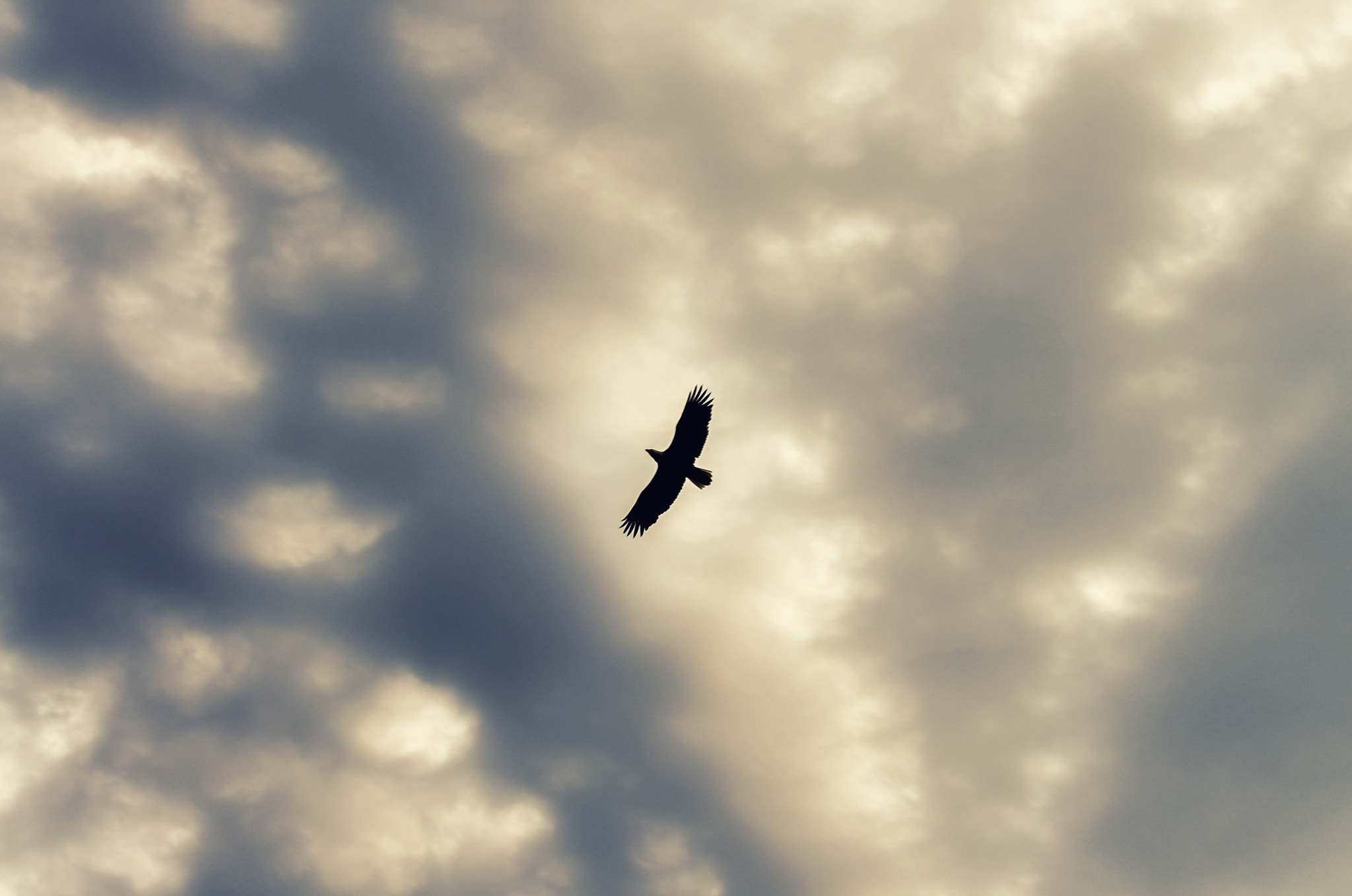 Pentax K-5 II sample photo. Soar photography