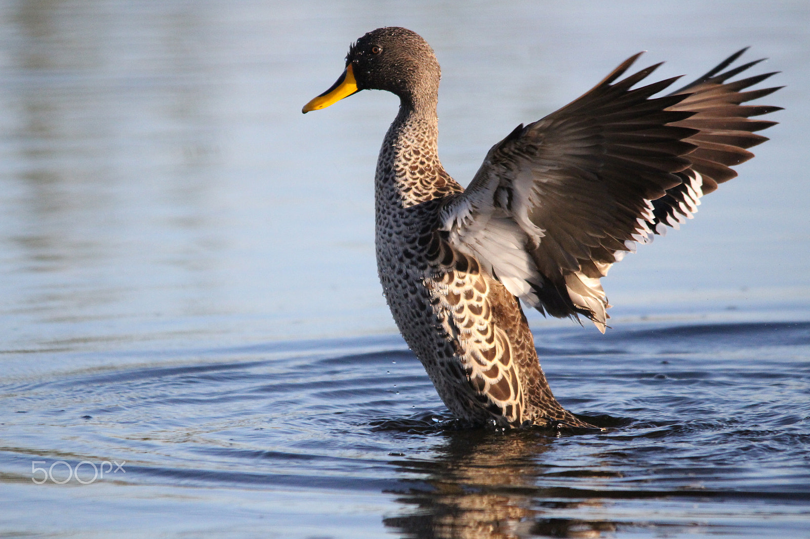 Sigma 150-500mm F5-6.3 DG OS HSM sample photo. Yellow bill duck photography