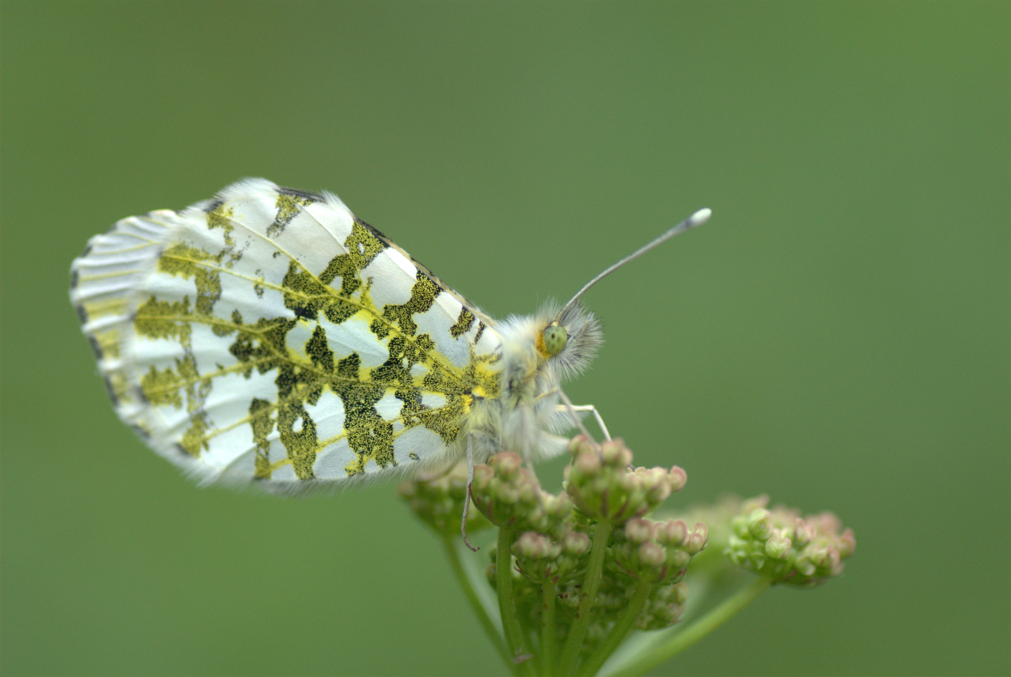 Nikon D60 sample photo. Papillon aurore photography