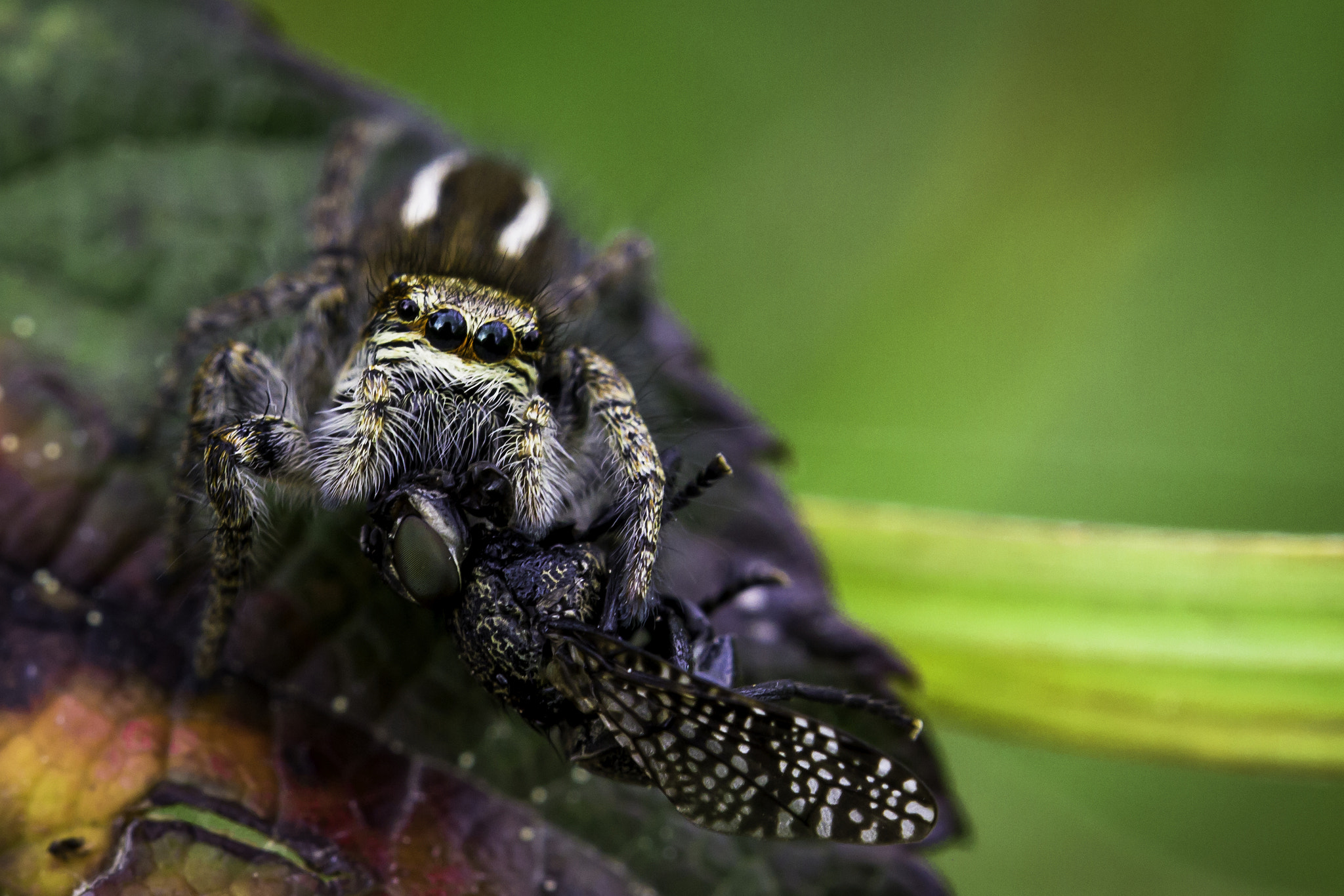 Tamron SP AF 60mm F2 Di II LD IF Macro sample photo. Have a break… photography