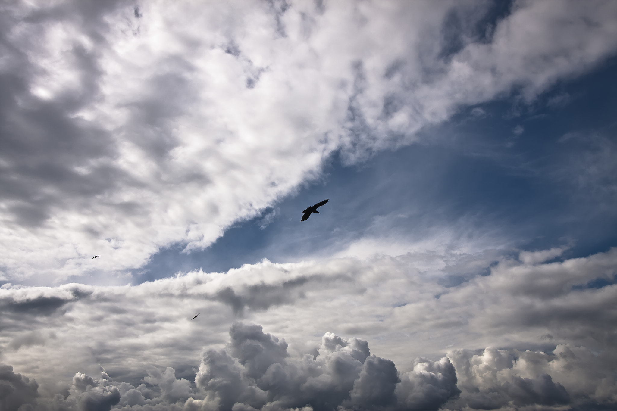 Canon EOS 40D + Sigma 20mm EX f/1.8 sample photo. Freedom ! photography