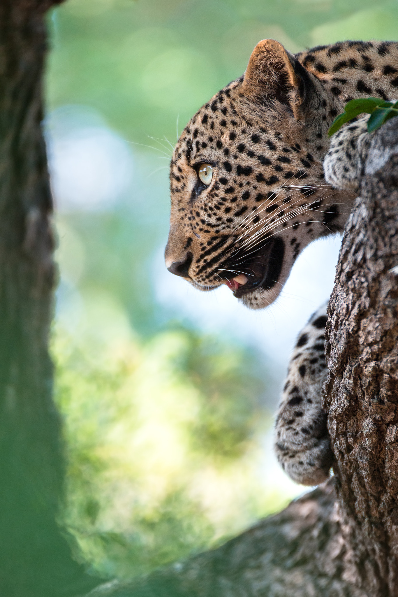 Nikon D3 sample photo. Young leopard photography
