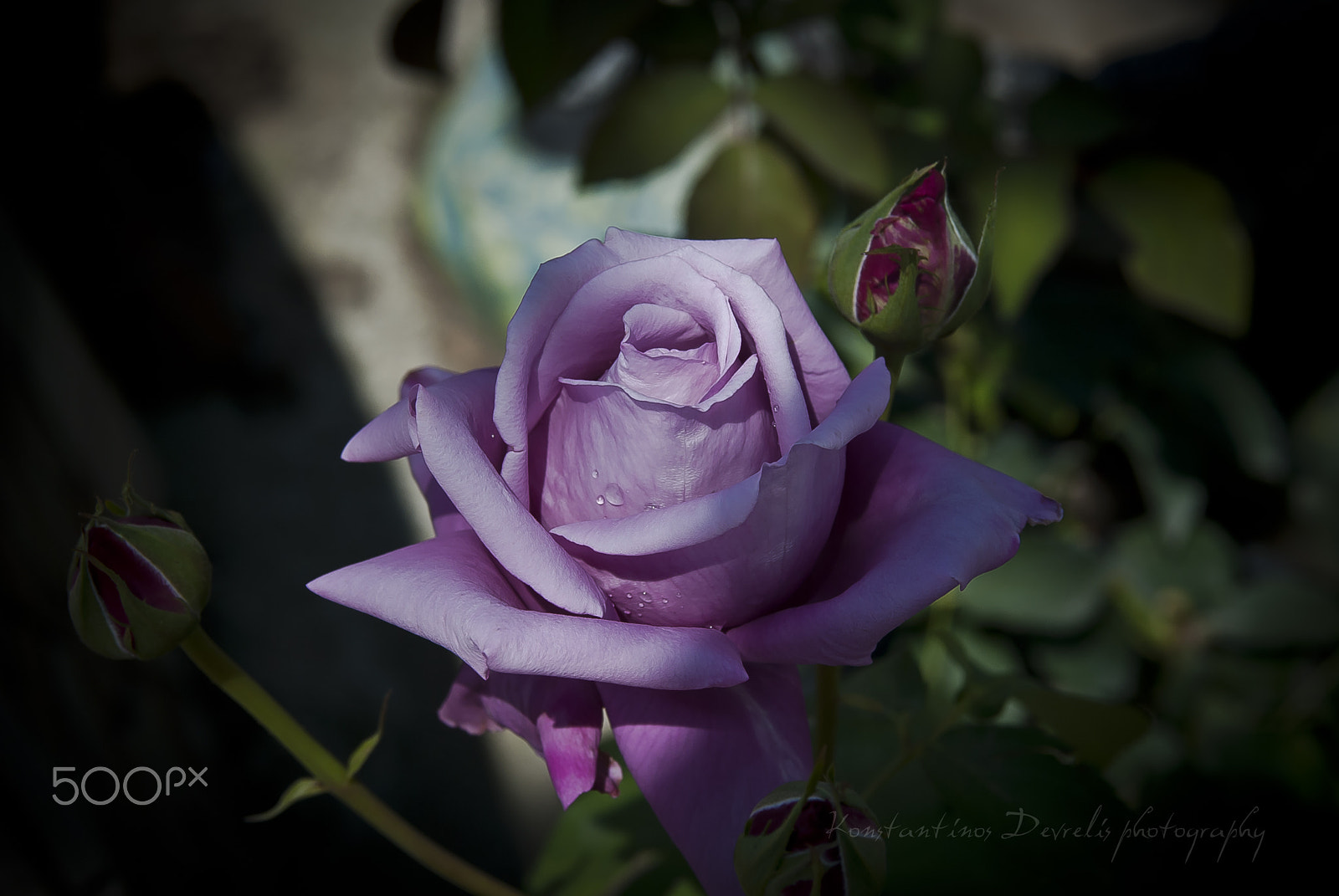 Nikon AF-S Nikkor 28-70mm F2.8 ED-IF sample photo. Morning dewdrops ... photography