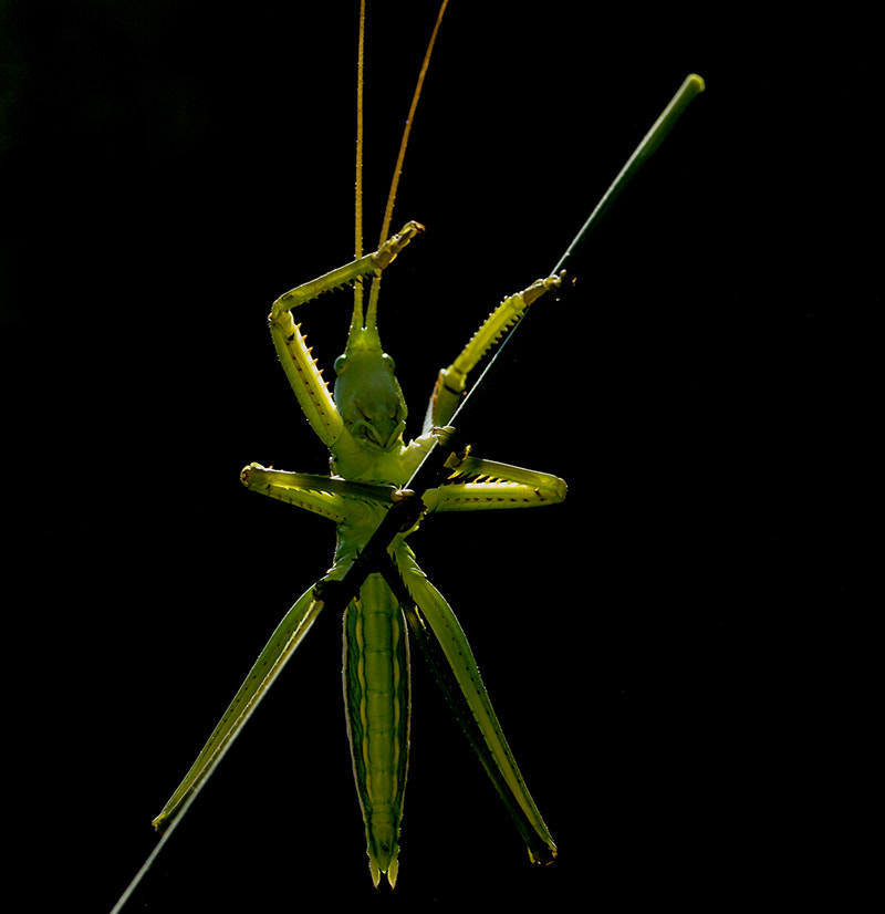 Pentax K20D + smc PENTAX-FA Macro 100mm F2.8 sample photo. Grasshopper photography