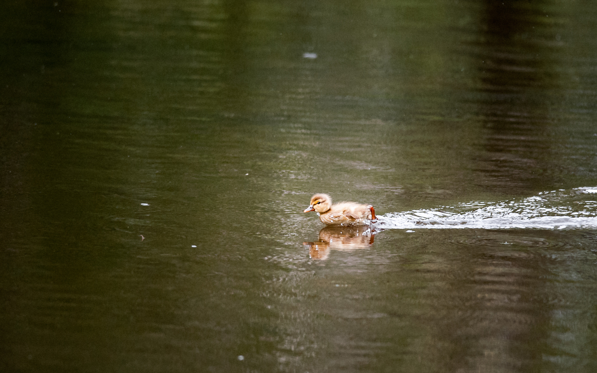 Nikon D700 + Nikon AF-S Nikkor 300mm F4D ED-IF sample photo. Little one photography
