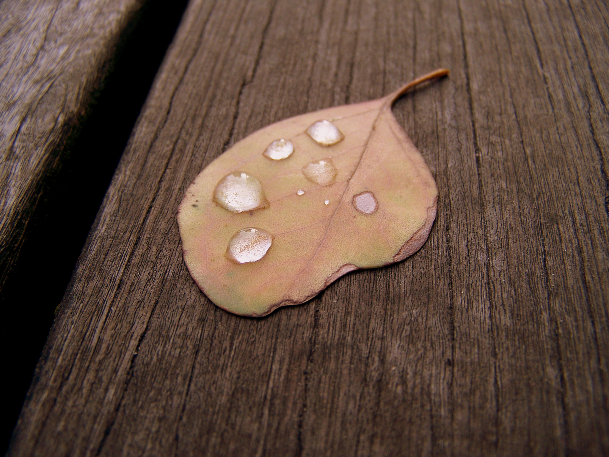 Kodak Z650 ZOOM DIGITAL CAMERA sample photo. Leaf photography