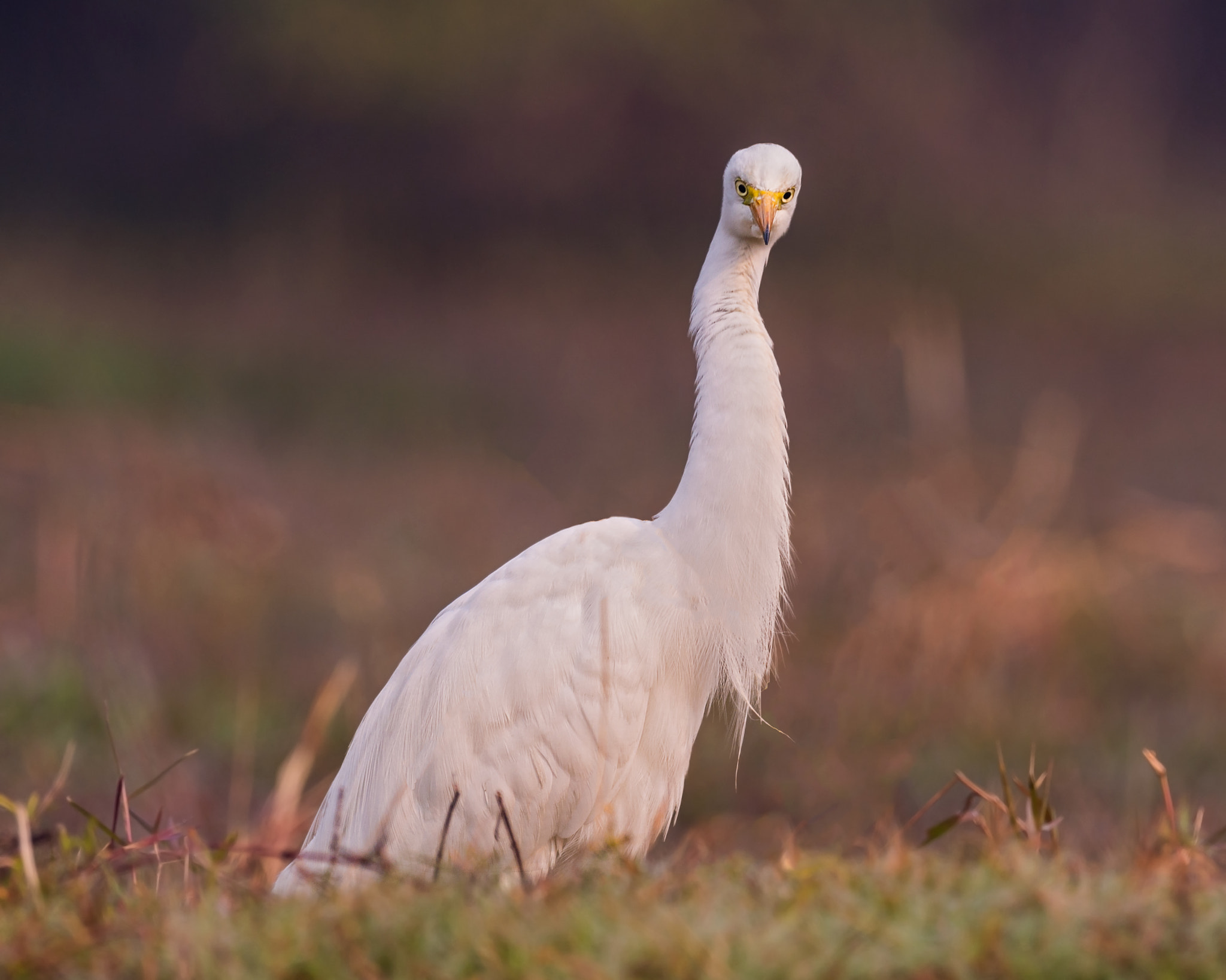 Nikon AF-S Nikkor 800mm F5.6E FL ED VR sample photo. Say what!!?? photography
