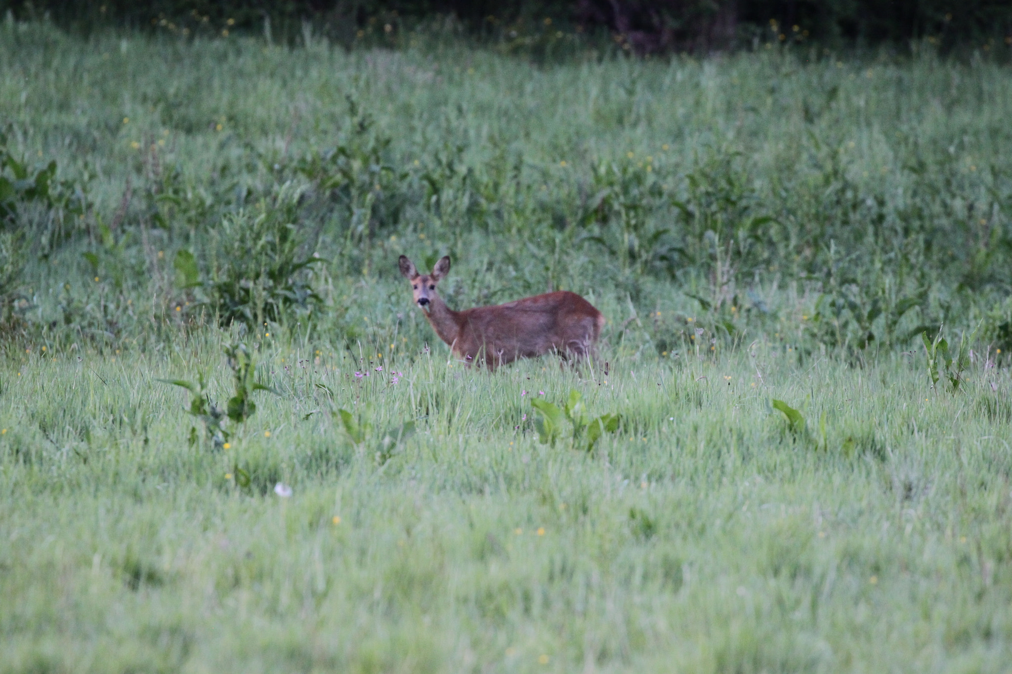 Canon EF 100-400mm F4.5-5.6L IS II USM sample photo. Surun photography