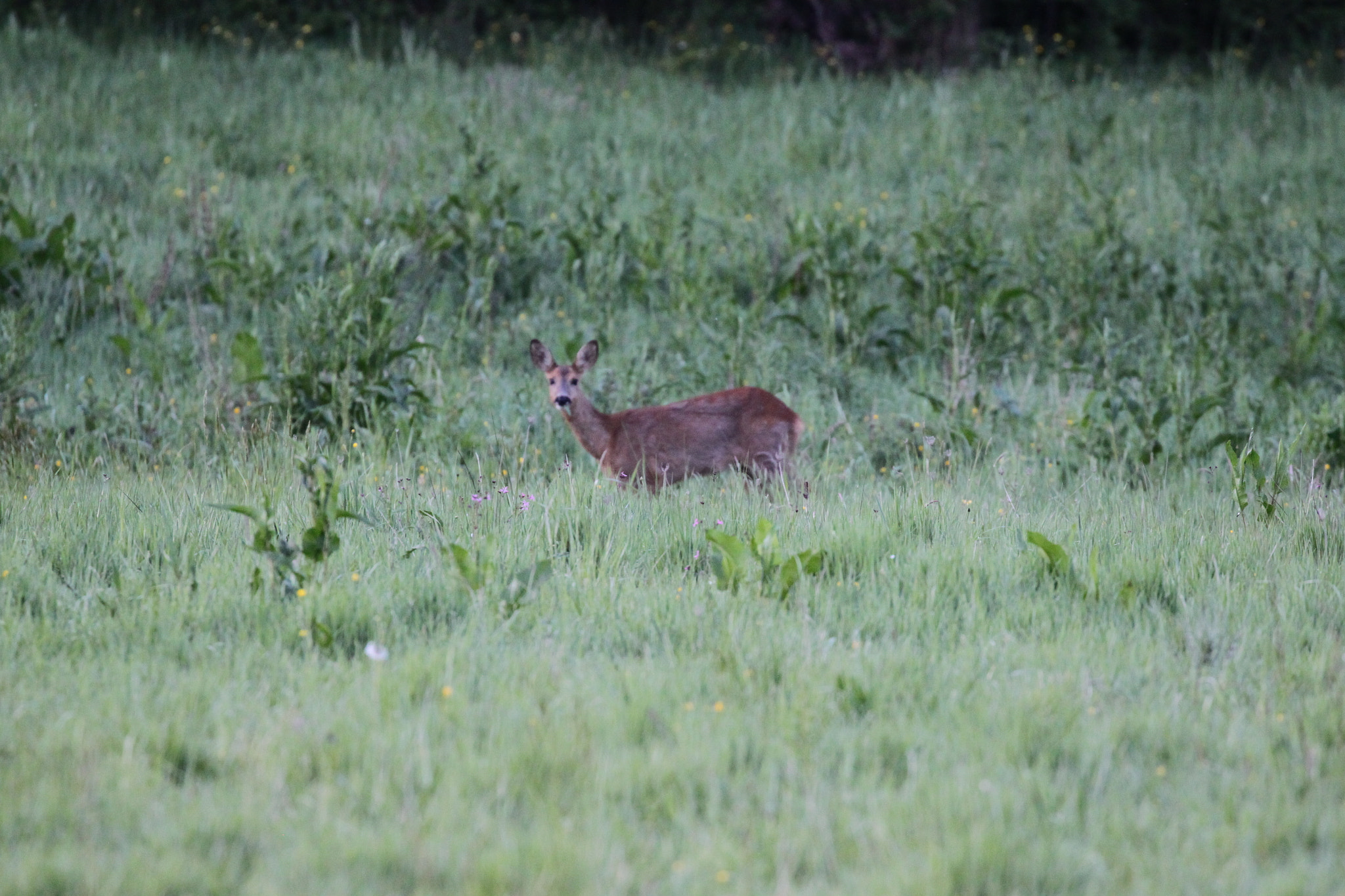 Canon EOS 500D (EOS Rebel T1i / EOS Kiss X3) + Canon EF 100-400mm F4.5-5.6L IS II USM sample photo. Surun photography