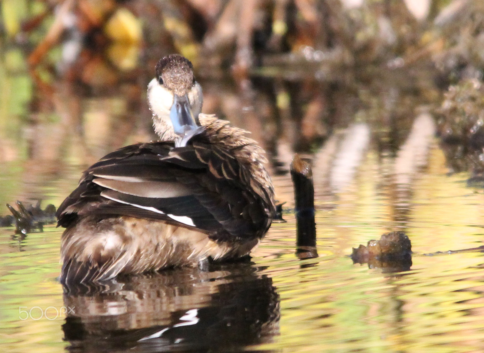 Sigma 150-500mm F5-6.3 DG OS HSM sample photo. Here's looking at me - hottentot teal photography