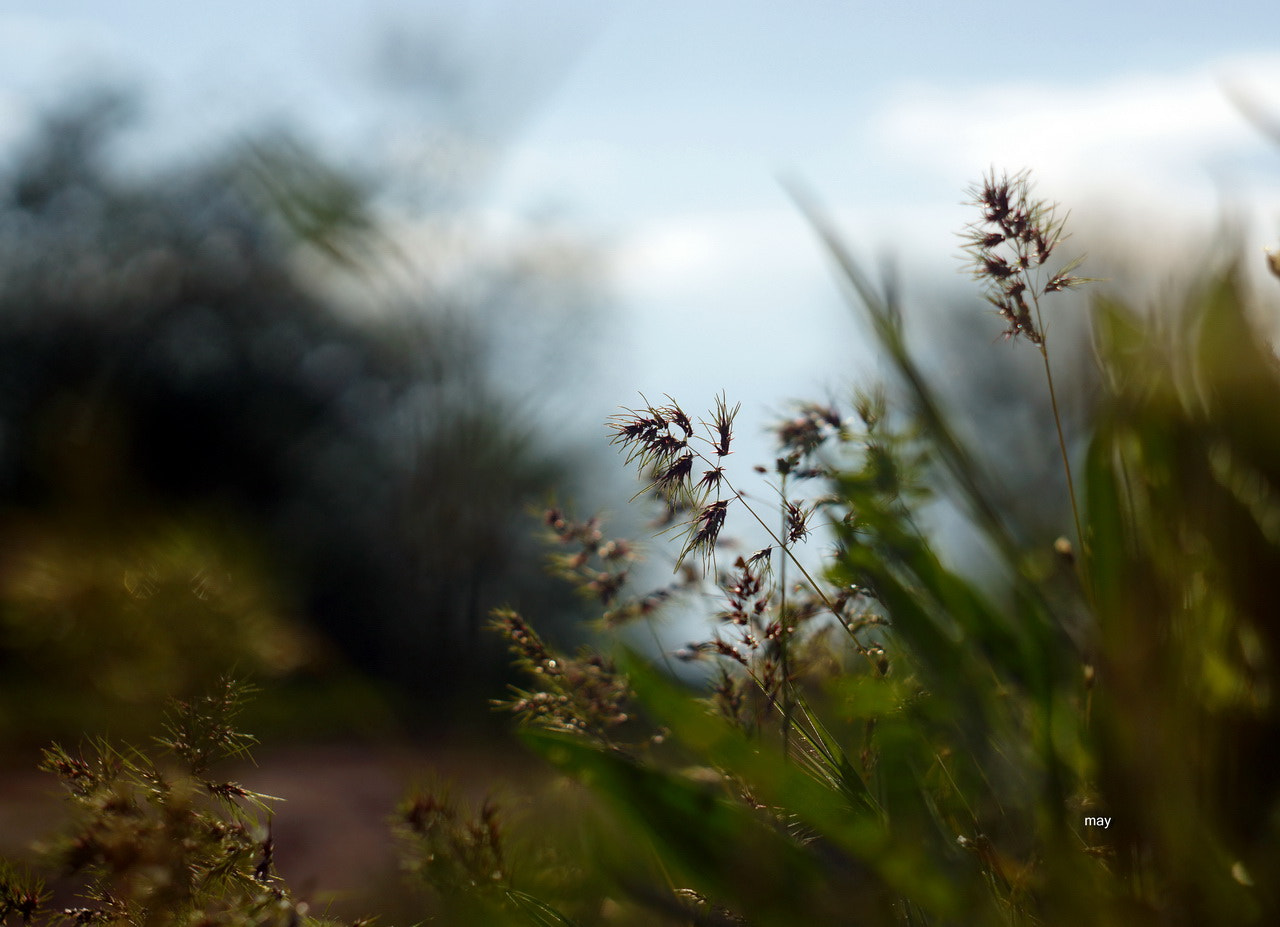 Sony SLT-A65 (SLT-A65V) + Minolta AF 50mm F1.7 sample photo. ******* photography