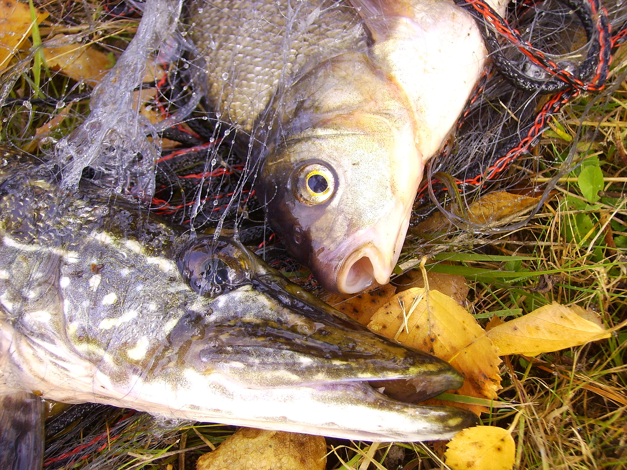 Vivitar ViviCam 5388 sample photo. Finnish catch photography