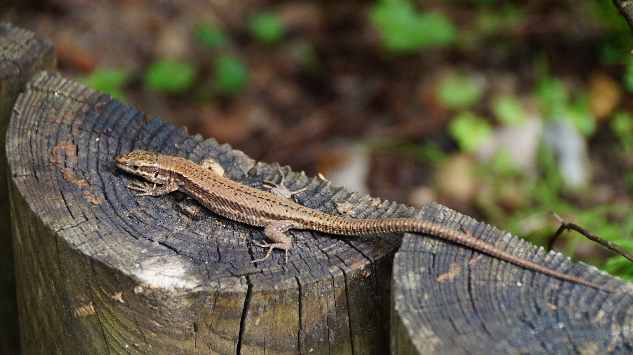 Sony DT 18-250mm F3.5-6.3 sample photo. 22361094342.jpg photography