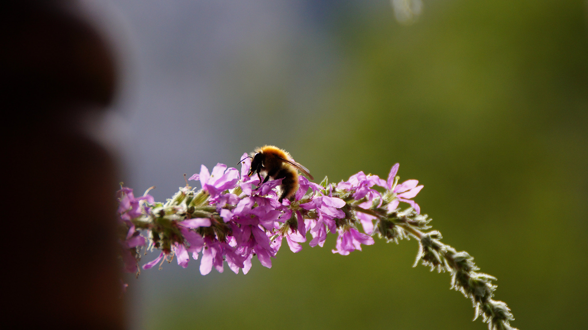 Sony DT 18-250mm F3.5-6.3 sample photo. 22302825086.jpg photography