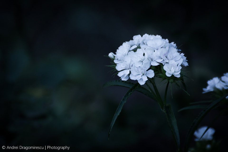 Tamron SP 35mm F1.8 Di VC USD sample photo. Melancholy photography