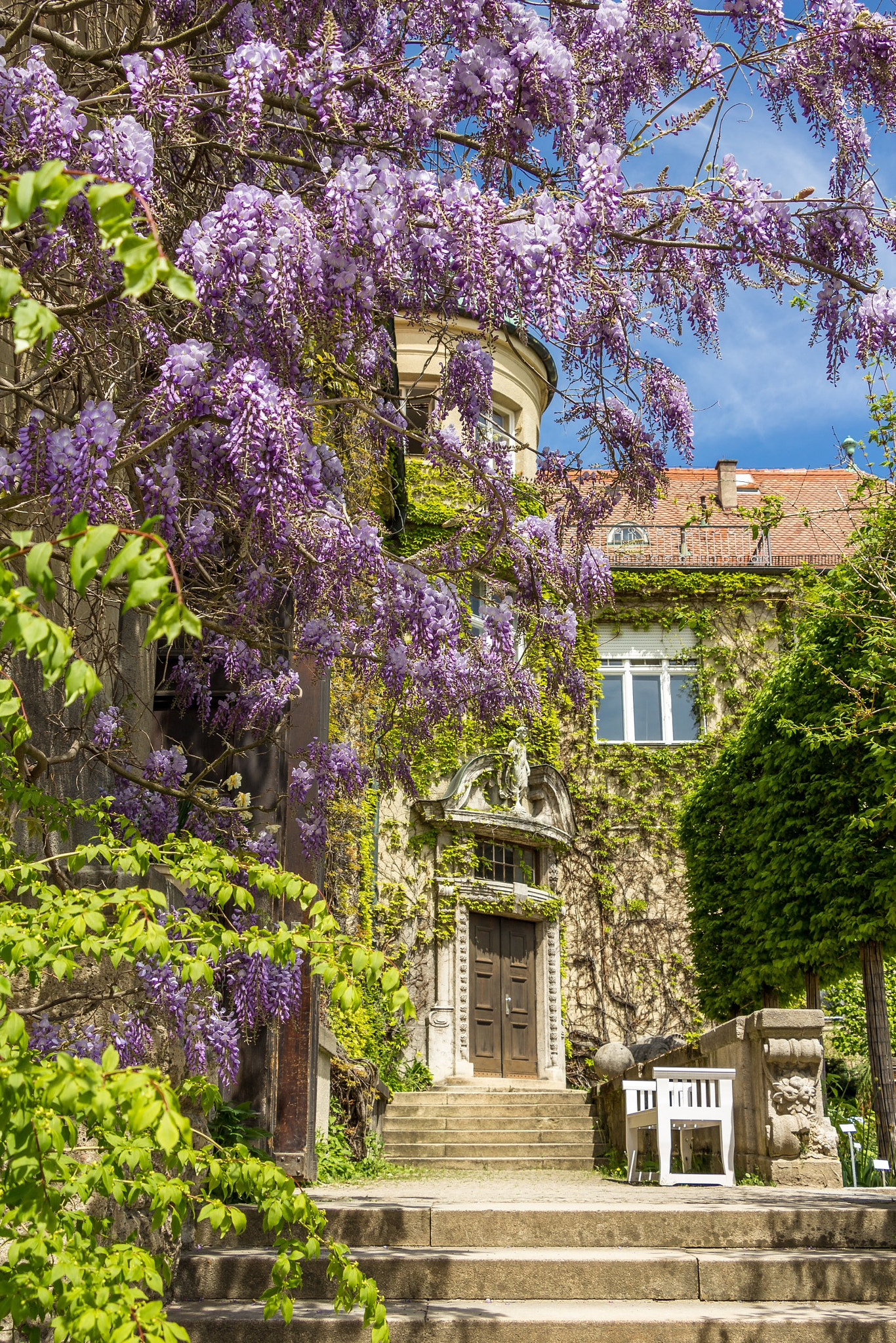 Canon EF-S 18-135mm F3.5-5.6 IS STM sample photo. Chinese wisteria photography