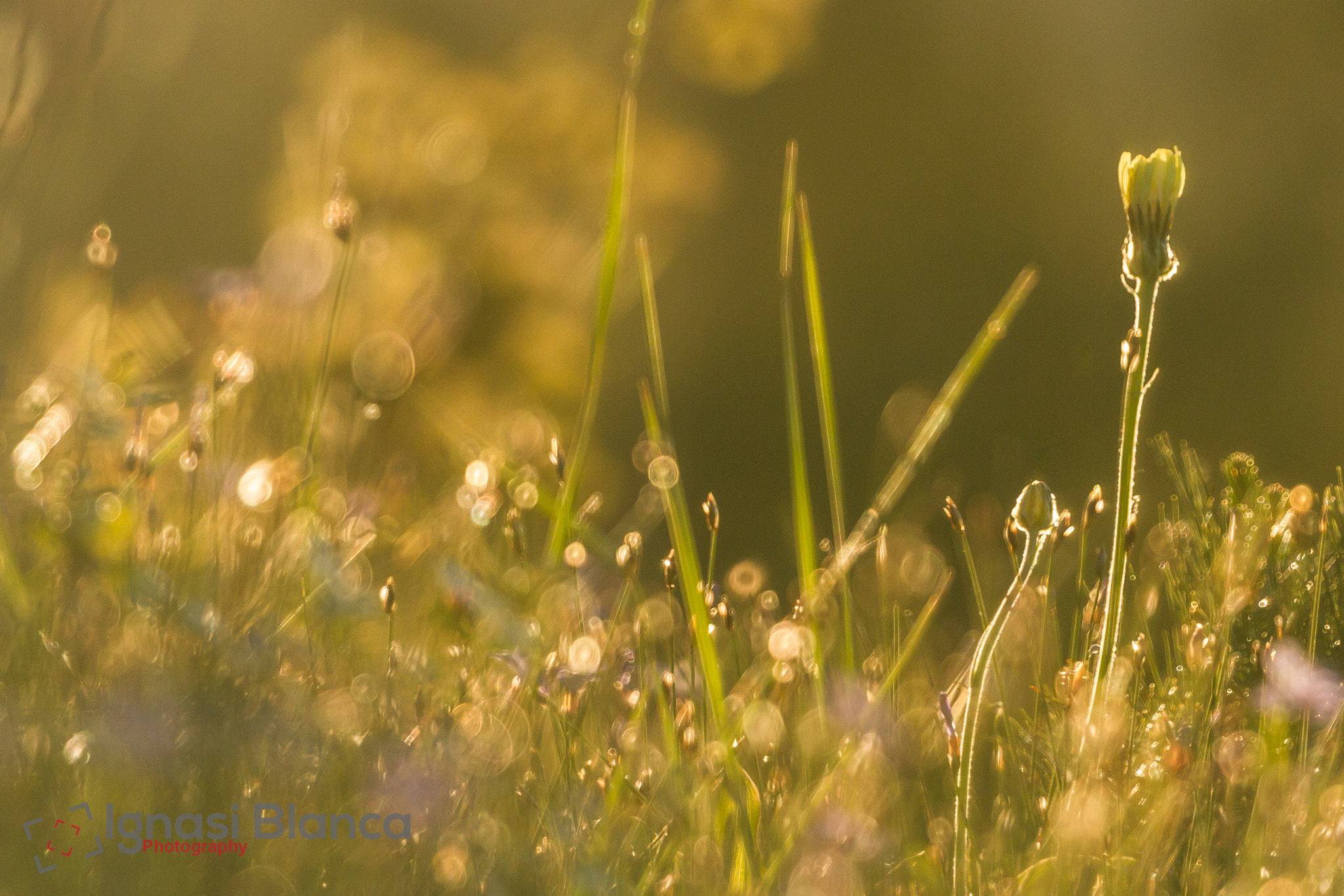 Canon EF 100-400mm F4.5-5.6L IS II USM sample photo. Among flowers photography
