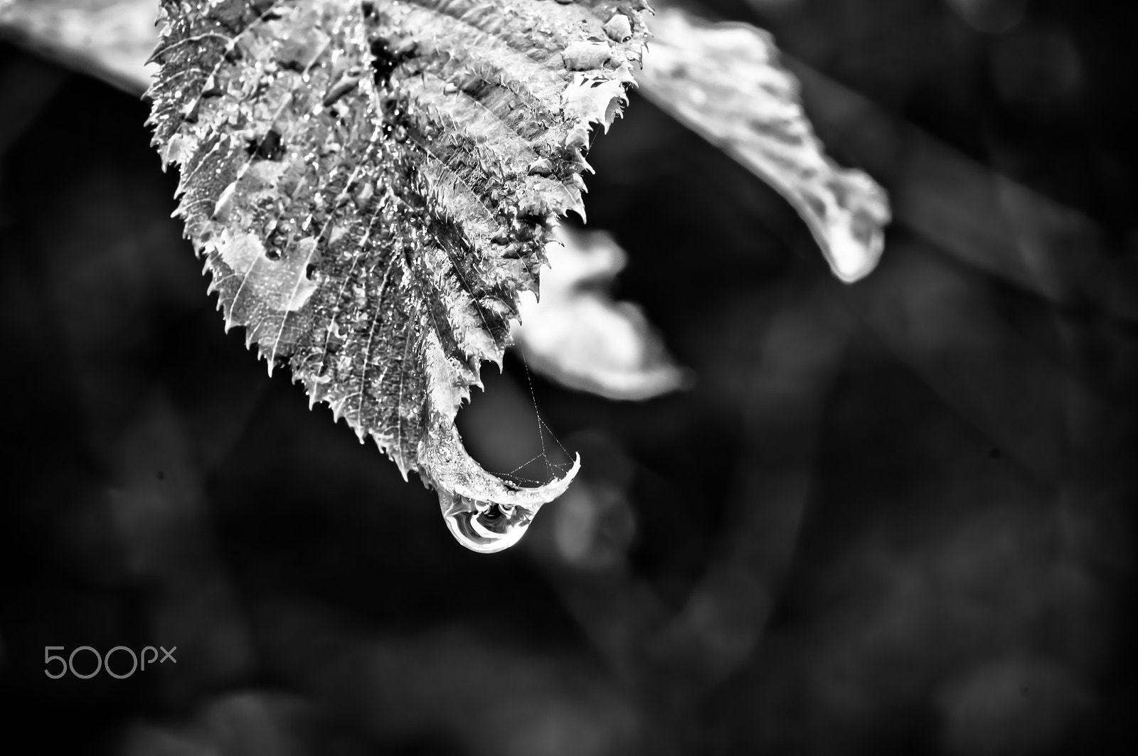 Nikon D300S sample photo. Leaf photography