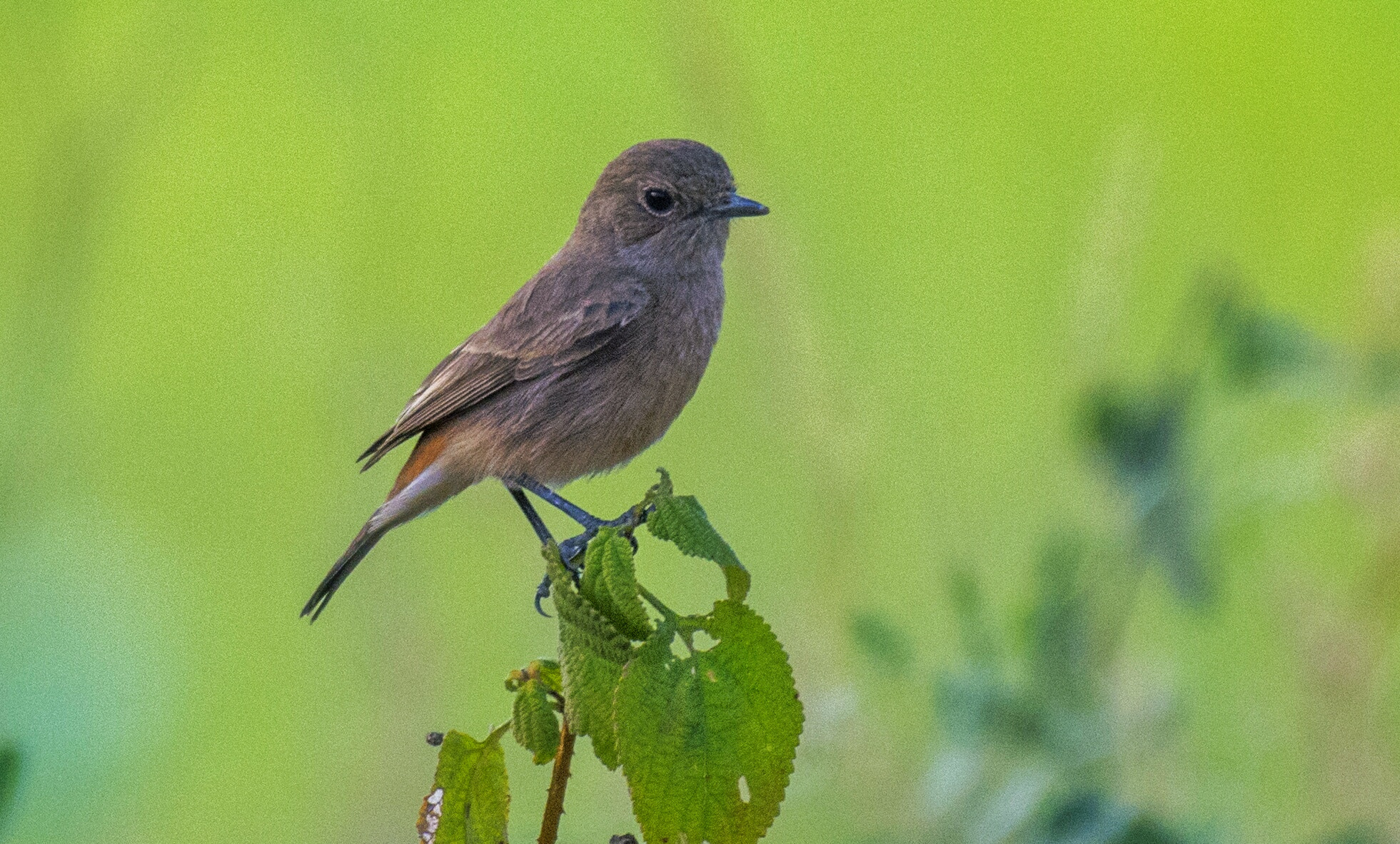 Nikon AF-S Nikkor 200-500mm F5.6E ED VR sample photo. Miss pied bushchat photography