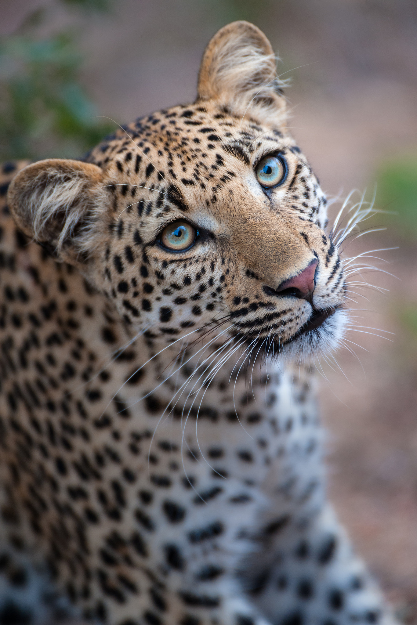 Nikon D3 sample photo. Leopard eyes photography