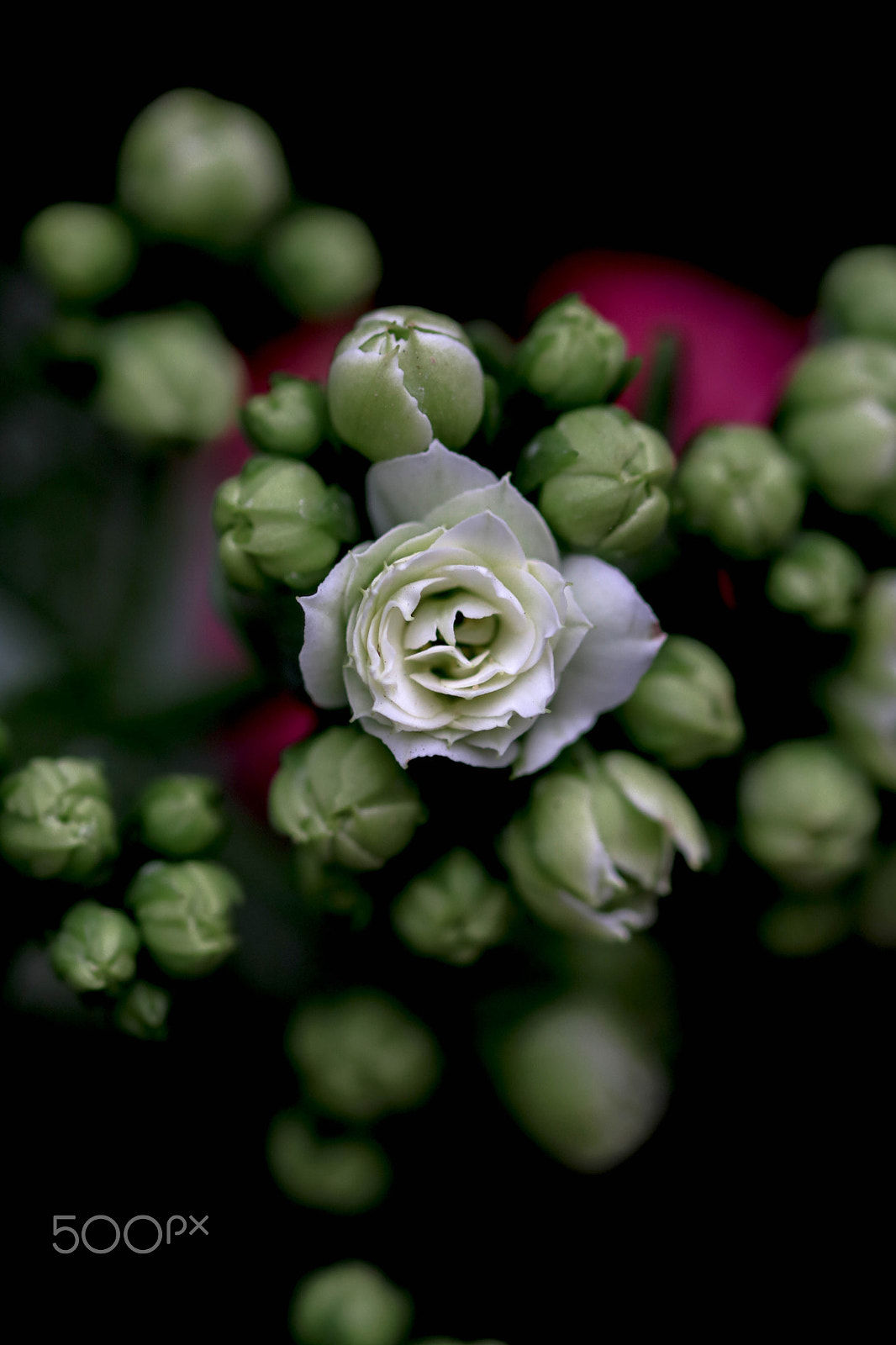 Sigma 105mm F2.8 EX DG OS HSM sample photo. The maiden photography