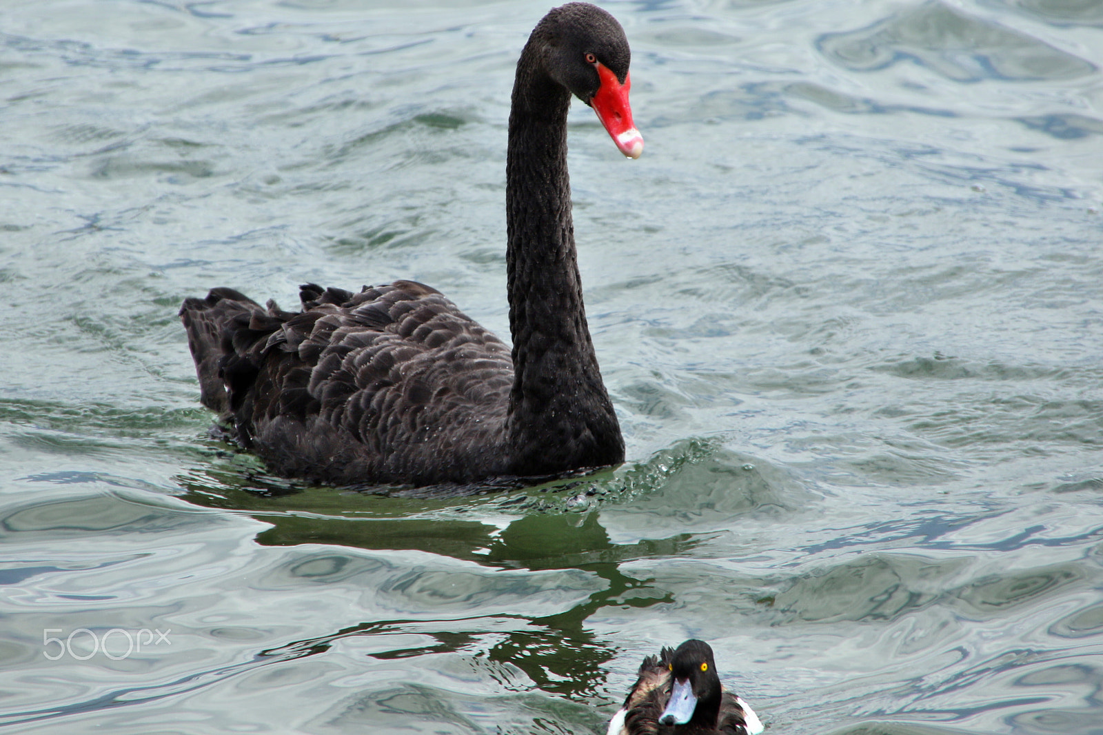 Canon EOS 7D Mark II + Sigma 18-250mm F3.5-6.3 DC OS HSM sample photo. Duck and black swan eyes contrast photography