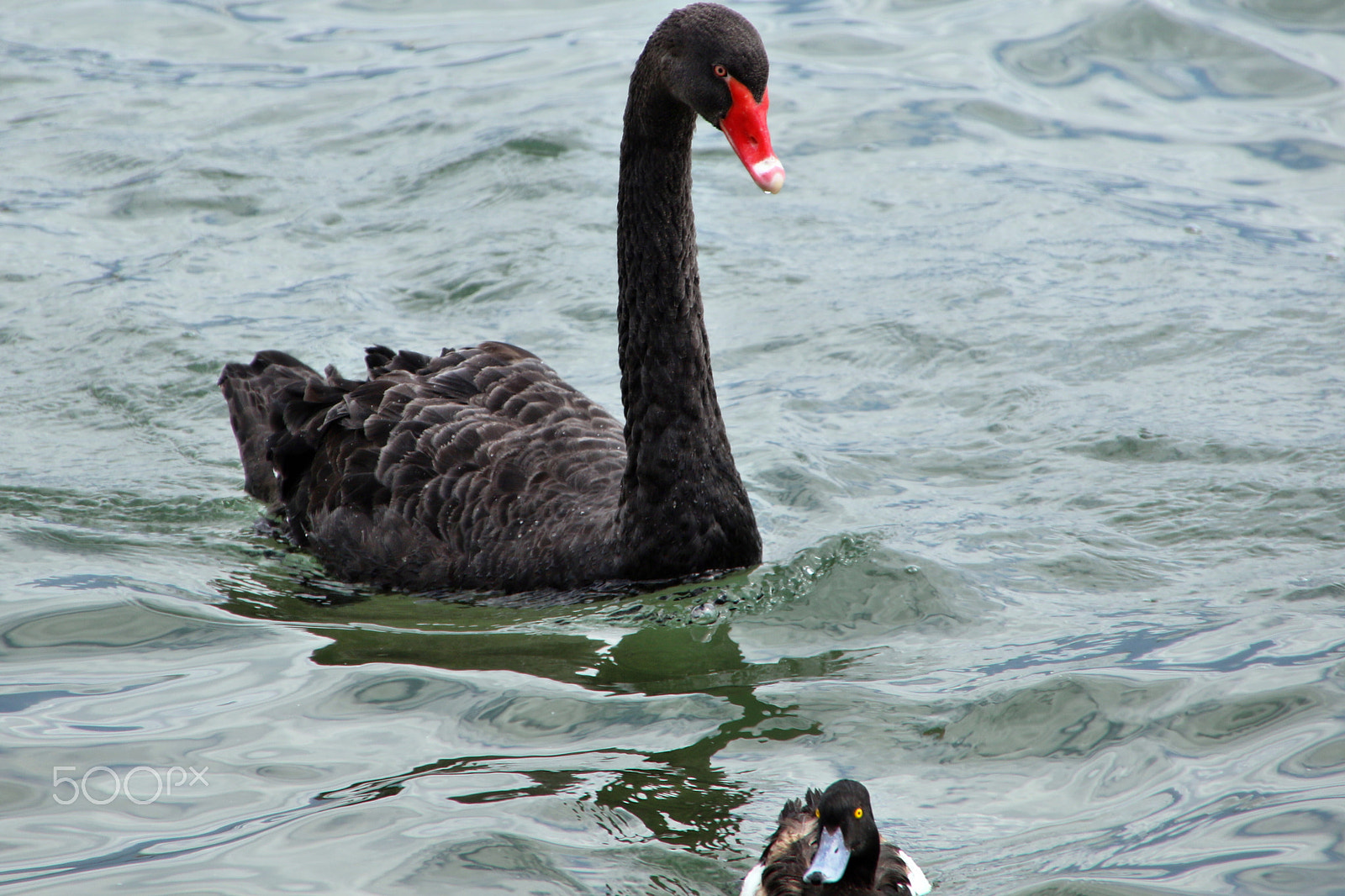 Sigma 18-250mm F3.5-6.3 DC OS HSM sample photo. Duck and black swan eyes contrast photography