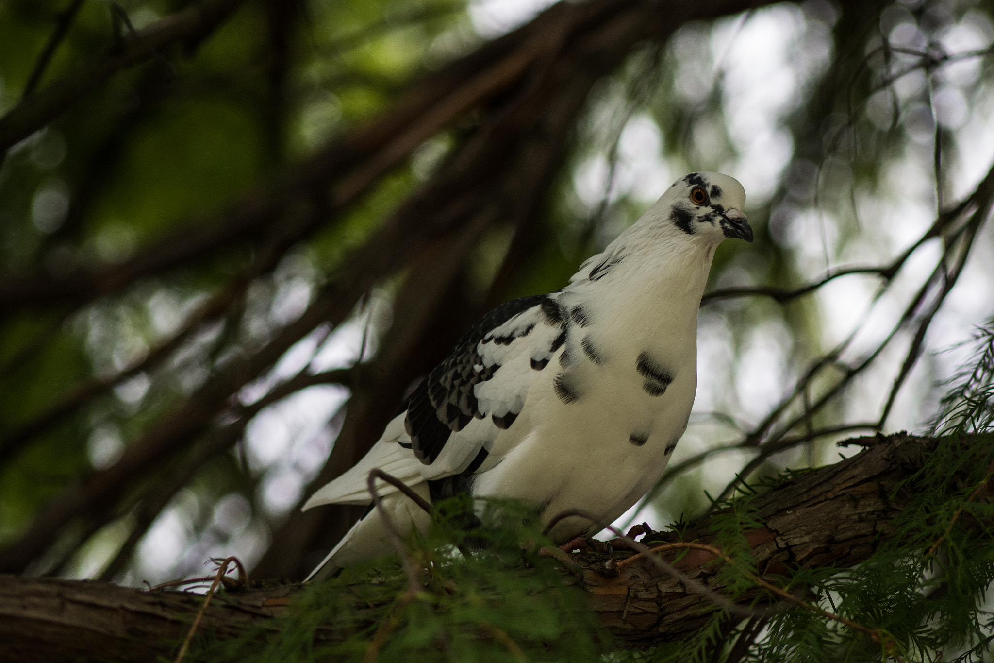 Nikon D7200 + AF Nikkor 70-210mm f/4-5.6 sample photo. Nest photography