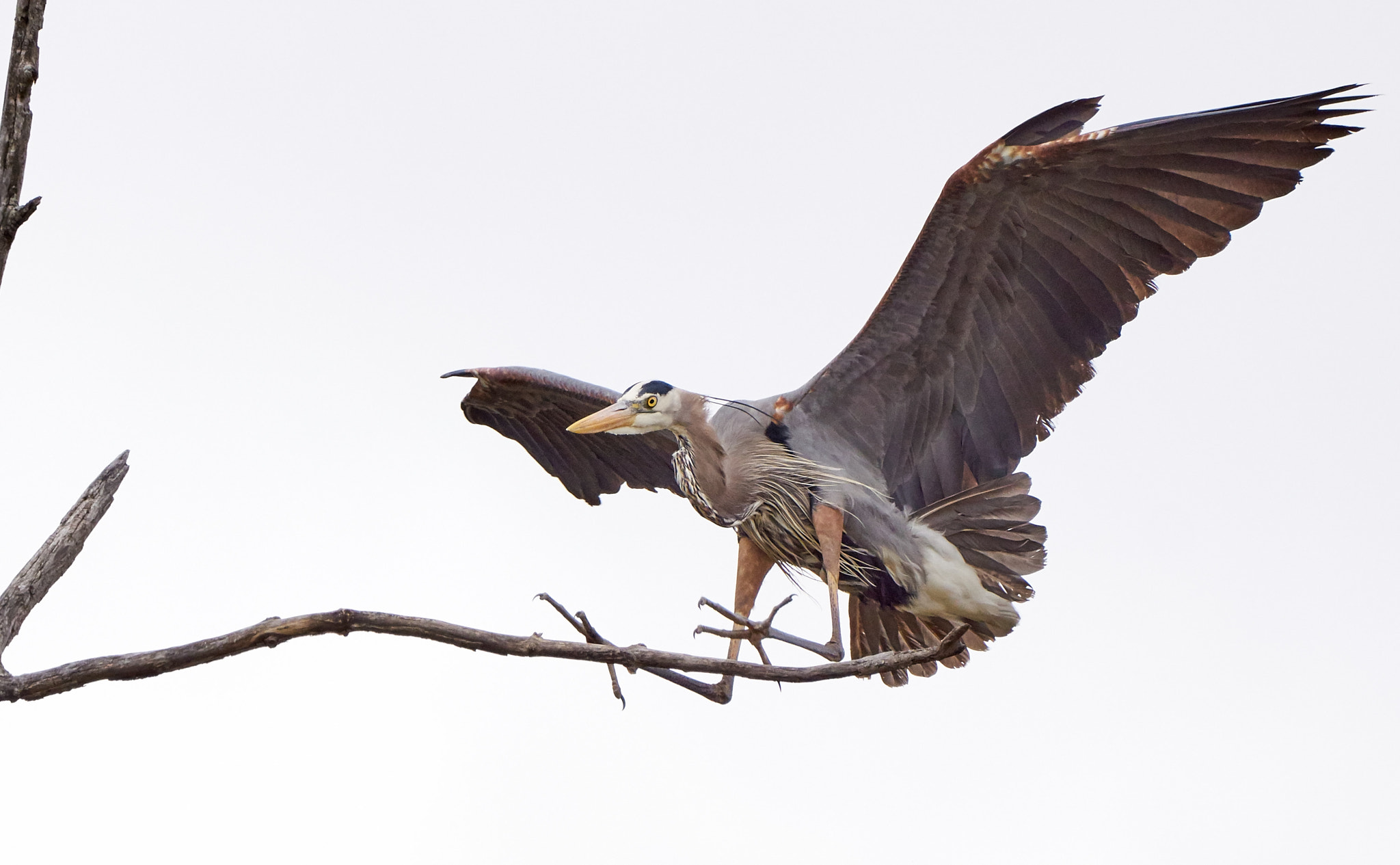 Sony ILCA-77M2 + Sony 70-400mm F4-5.6 G SSM II sample photo. In coming! photography