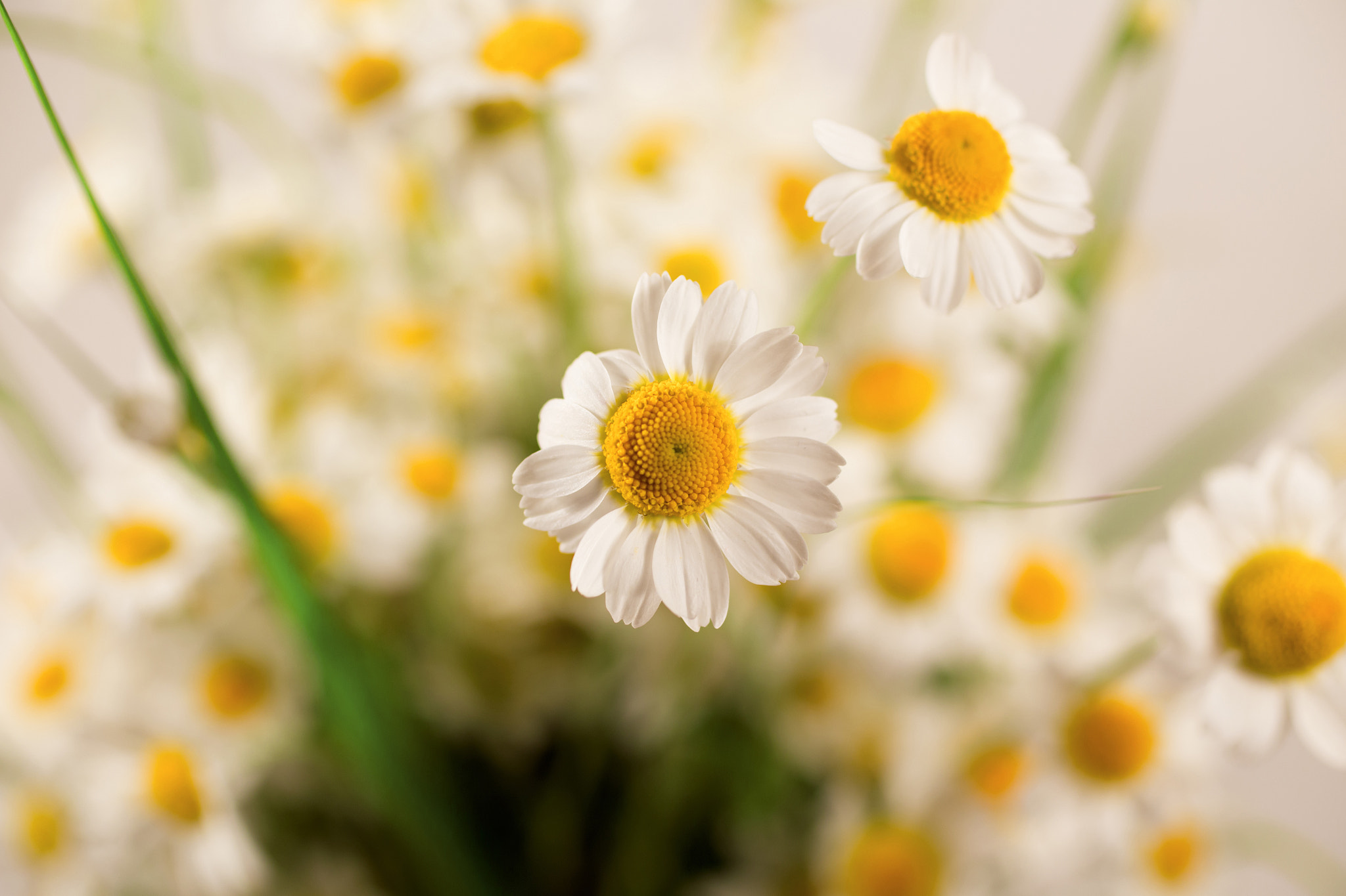 Canon EOS 6D + Canon EF 50mm F2.5 Macro sample photo. ******* photography