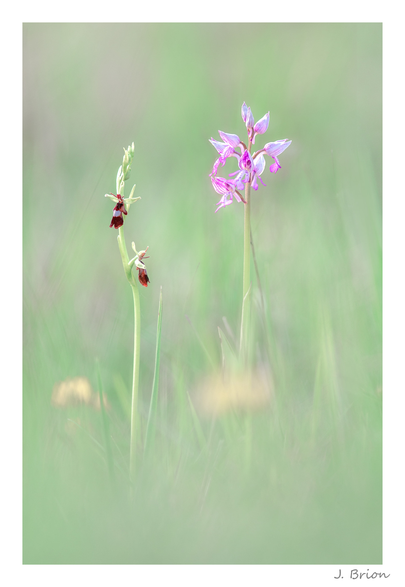 Nikon D90 + Nikon AF-S Nikkor 300mm F4D ED-IF sample photo. Colocation photography