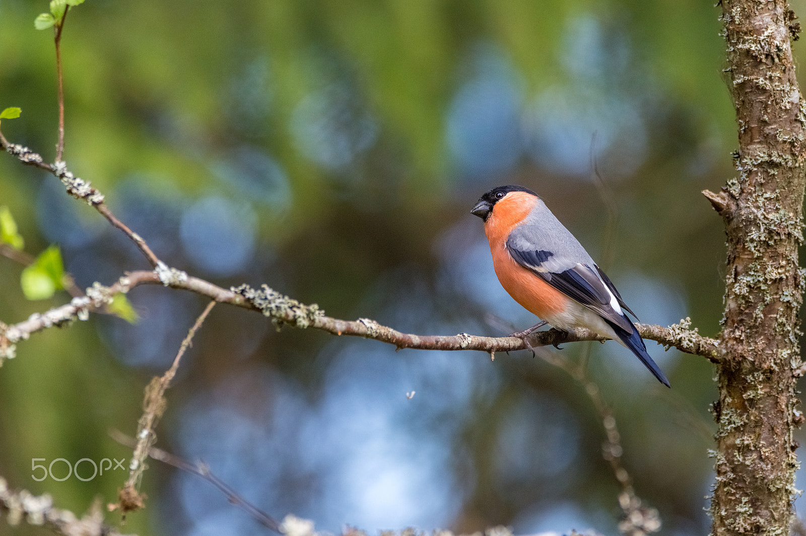 Sigma 150-600mm F5-6.3 DG OS HSM | C sample photo. Bullfinch photography