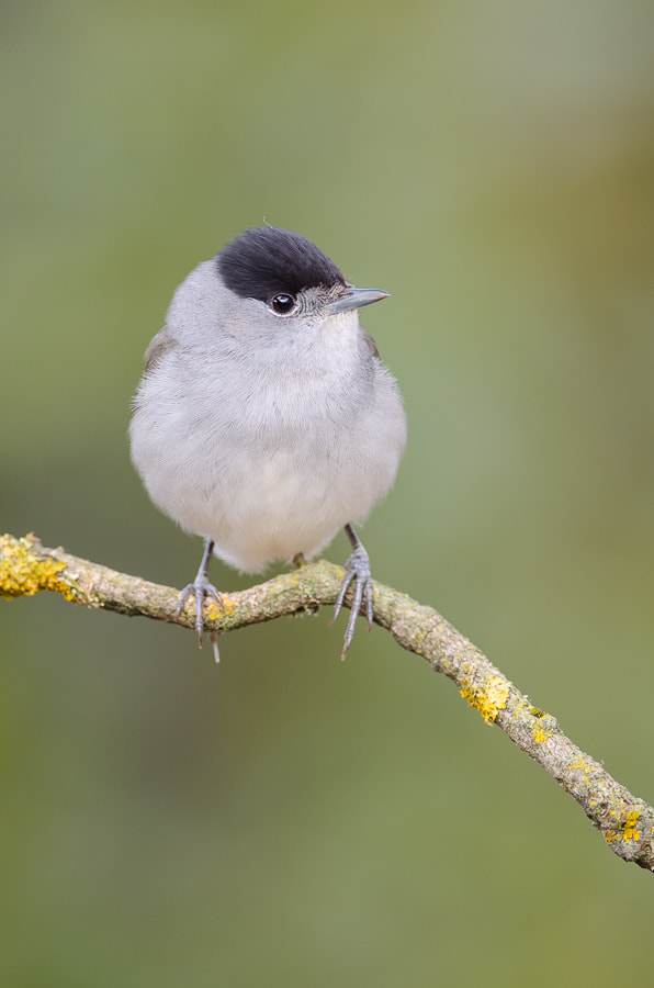 Nikon D5100 + Nikon AF-S Nikkor 300mm F4D ED-IF sample photo. Eurasian blackcap photography