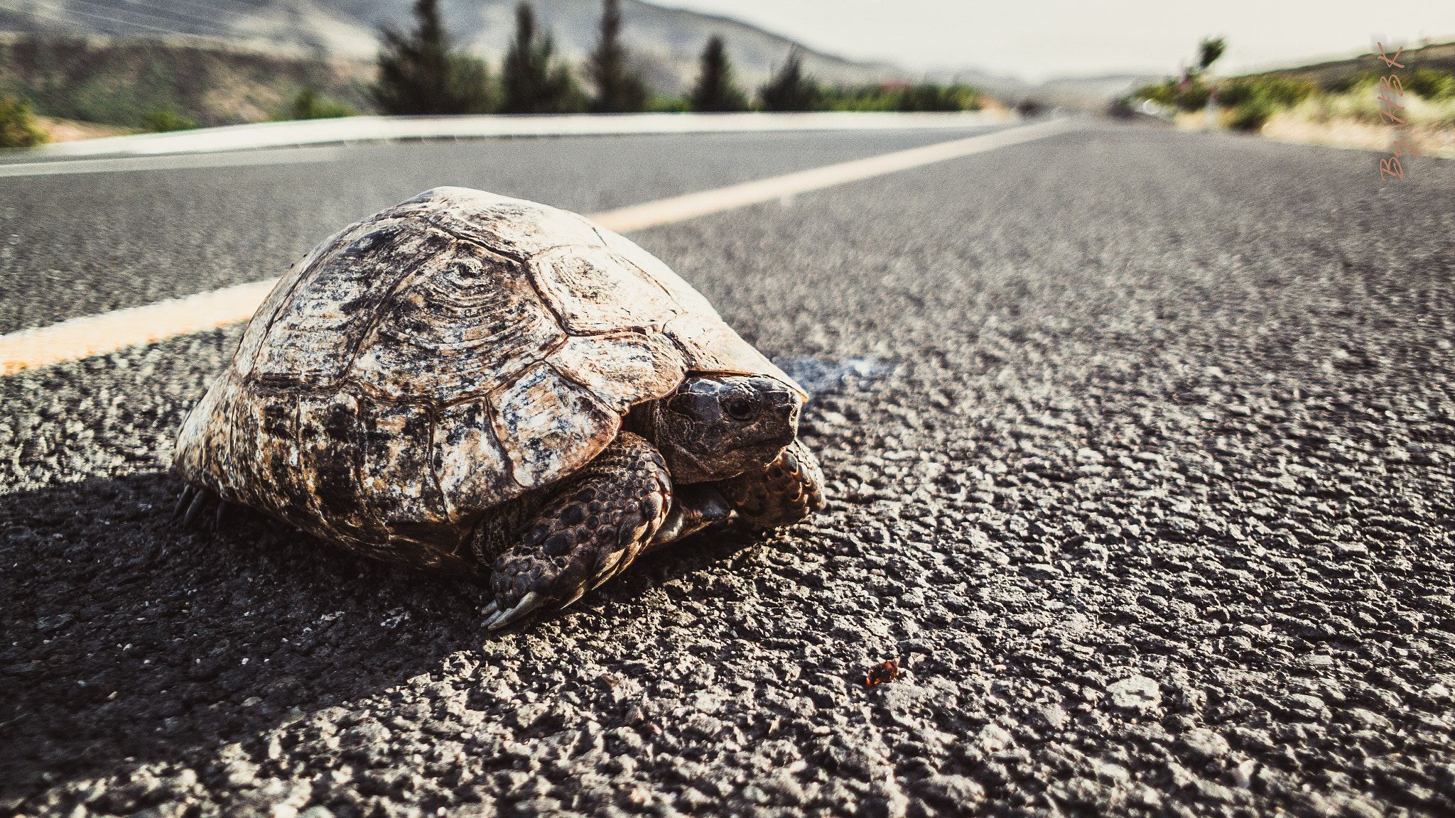 Samsung NX 16mm F2.4 Pancake sample photo. Tortoise photography