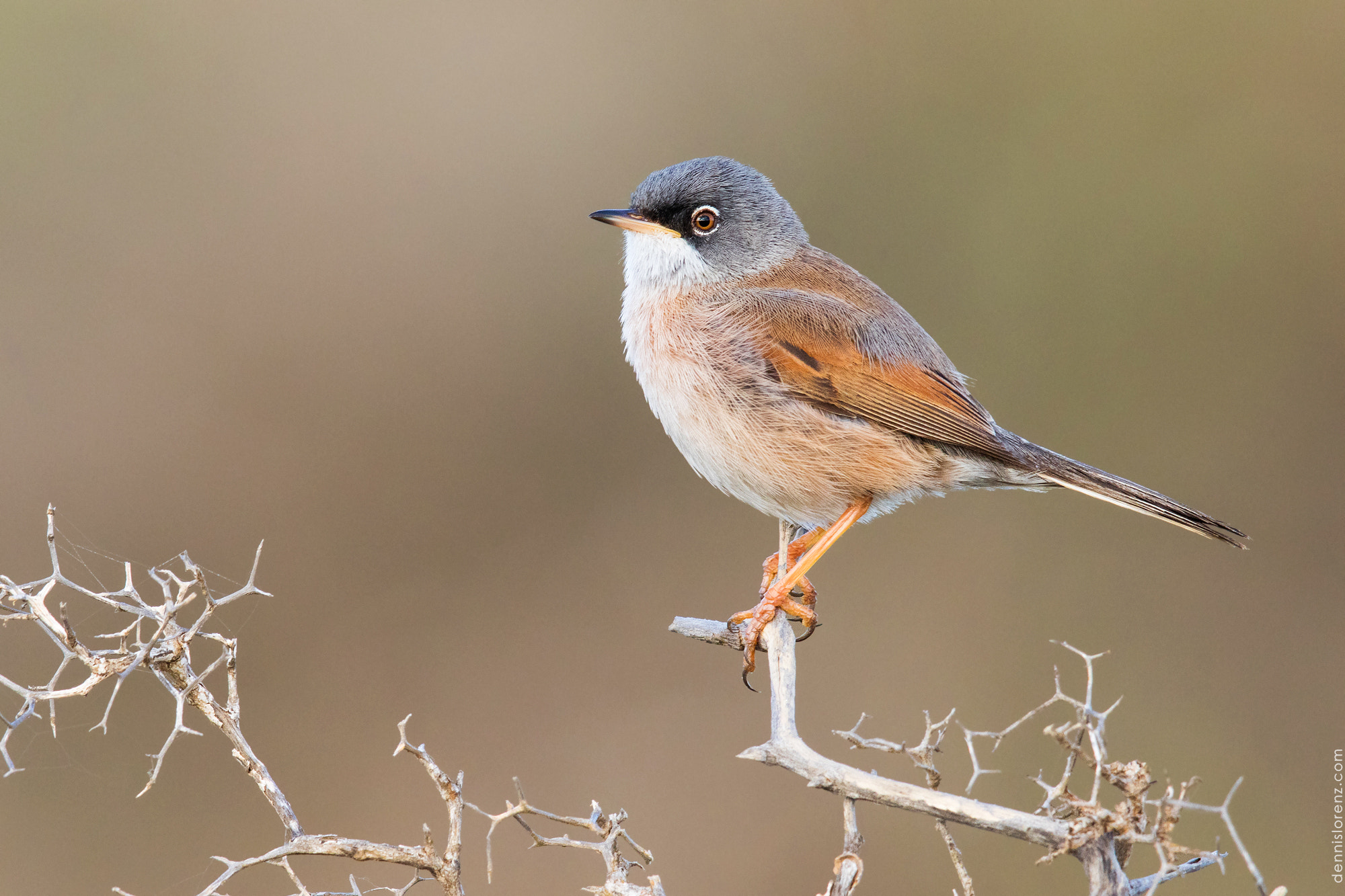 Canon EOS 7D Mark II + Canon EF 600mm F4L IS II USM sample photo. Spectacled warbler | brillengrasmücke photography