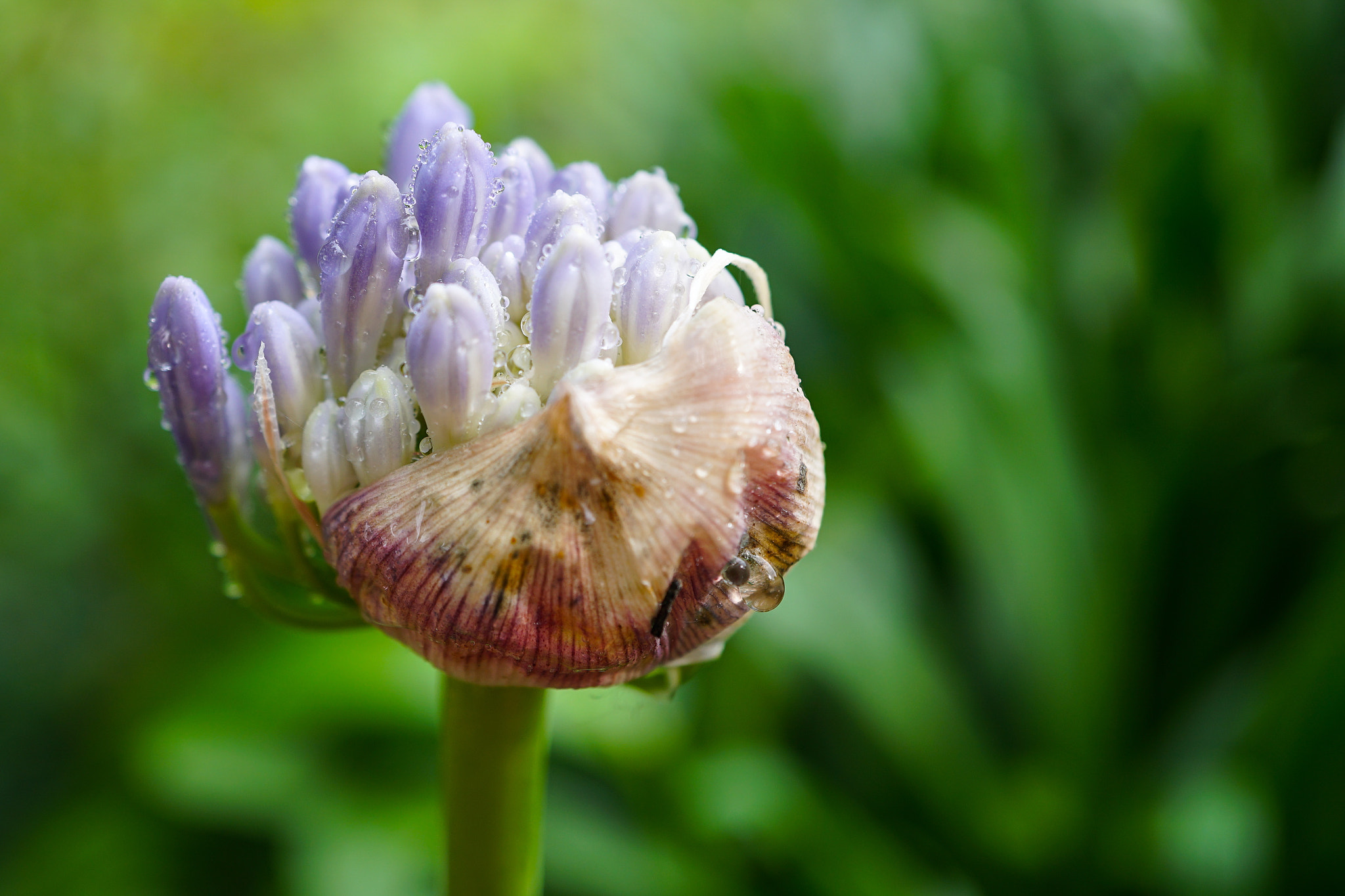 Sony a6300 + Sony E 30mm F3.5 Macro sample photo. Agapanthus and waterdrops photography