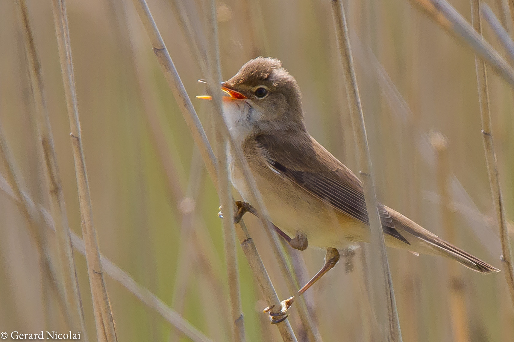Canon EF 300mm F2.8L IS USM sample photo. Reed warbler photography