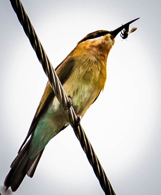 Canon EF 70-200mm F4L IS USM sample photo. Beetater photography